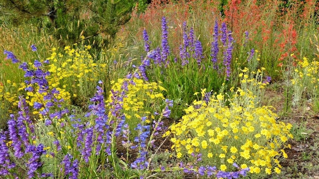 301+OREGON SUNSHINE Seeds Wooley Sunflower Native Wildflower Drought Poor Soils