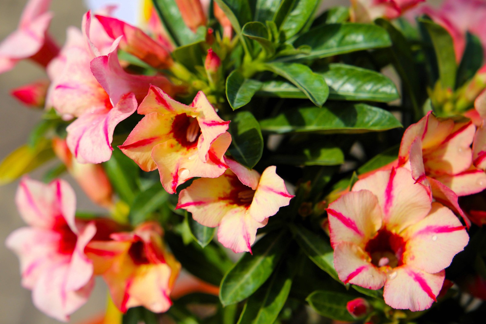 10 Mixed DESERT ROSE / ADENIUM Obesum African Houseplant Flower Seeds *Comb S/H