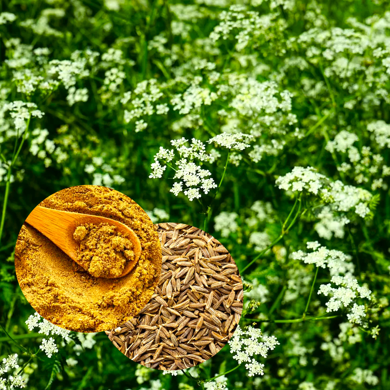 Cumin Seeds | For Planting Indian Spice Jeera Zeera Herb Seed 2024 Fast Shipping