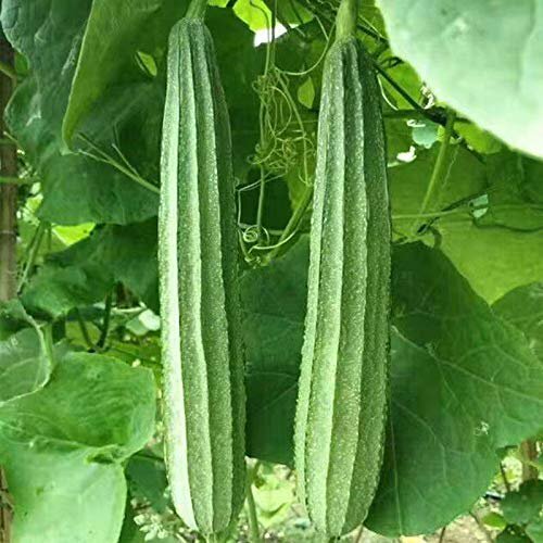 15+Ridged Sponge Gourd Seeds Chinese Okra Angled Luffa Gourd Big Flesh Sigua USA