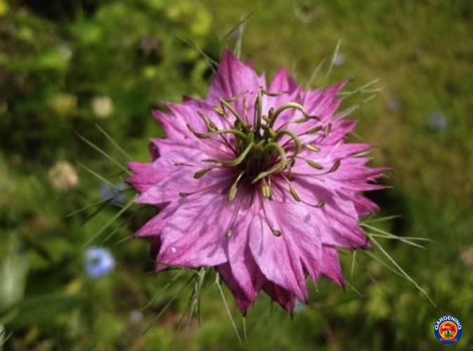 2000 Love In a Mist Flower Seeds Mix Miss Jekyll Nigella