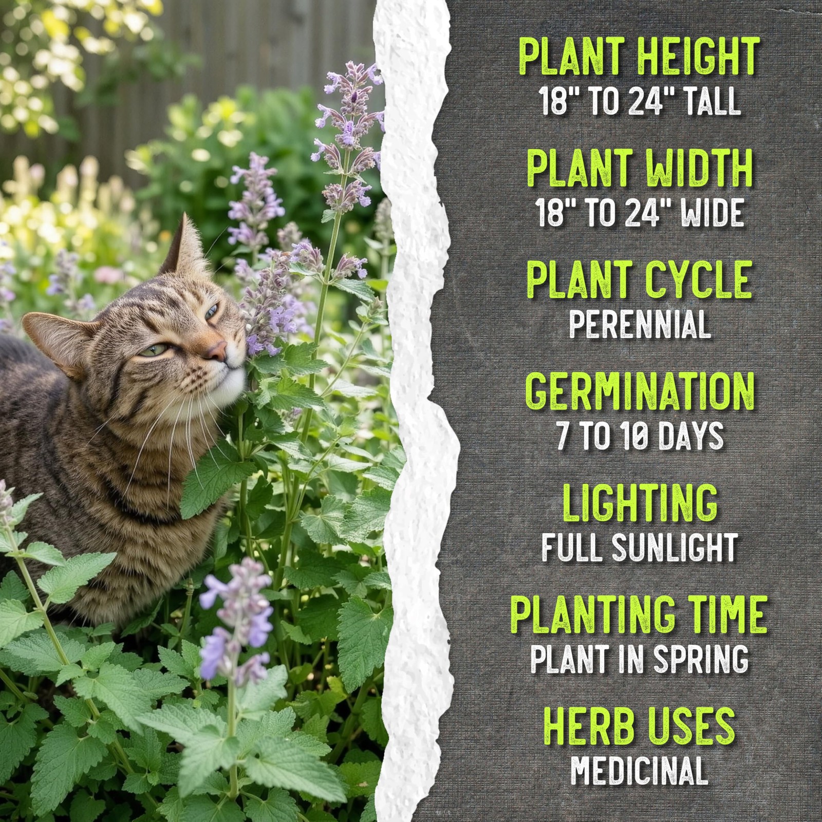 Catnip Seeds for Planting Nepeta cataria NonGMO Heirloom & Untreated Herb Se…