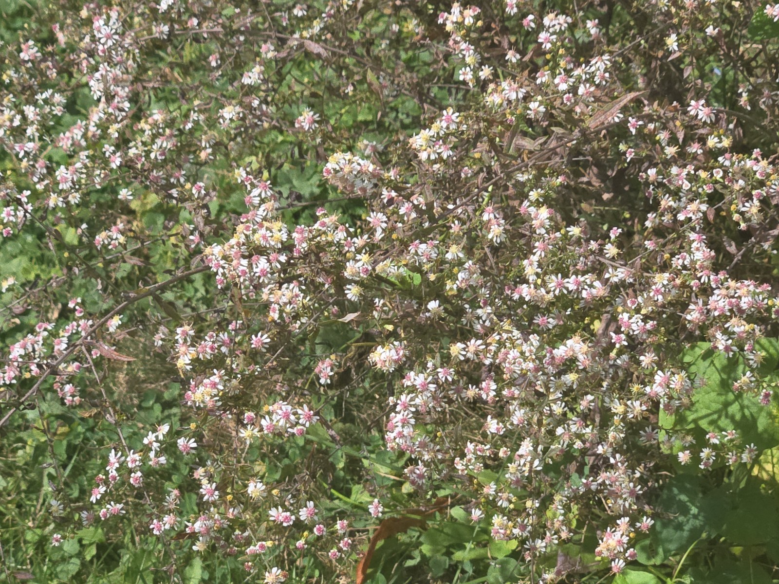 1/4 teasp+ Calico Aster Seed/NATIVE/Symphyotrichum lateriflorum /Native US Plant