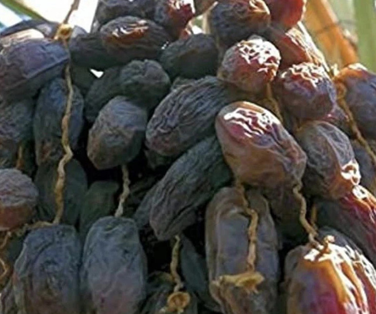 10 SEEDS Medjool Dates Palm Seeds