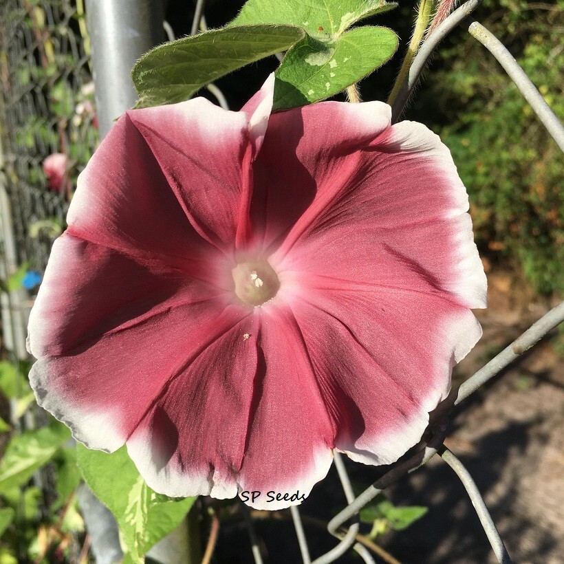 Cocoa Chocolate Mix Japanese Morning Glory – ipomoea NIL – 6 seeds – Variegated