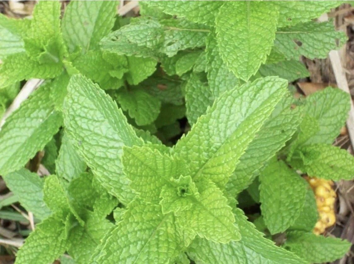Herbal Tea Garden 🪴 Organic Peppermint Chamomile Lavender Lemon Balm Seeds