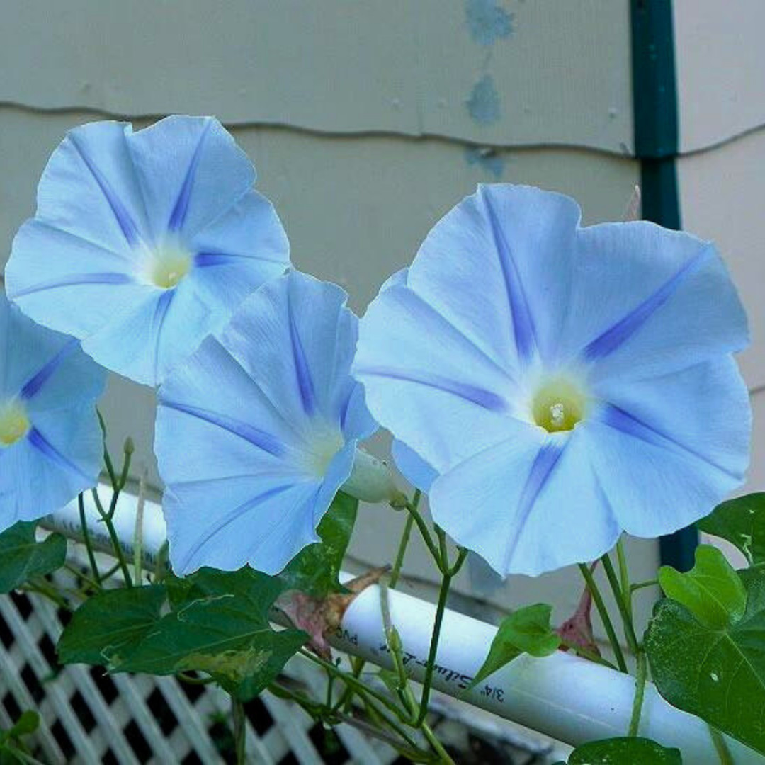 Fresh Premium Morning Glory Seeds | Blue Star | Heirloom Non-GMO | Flower Seeds