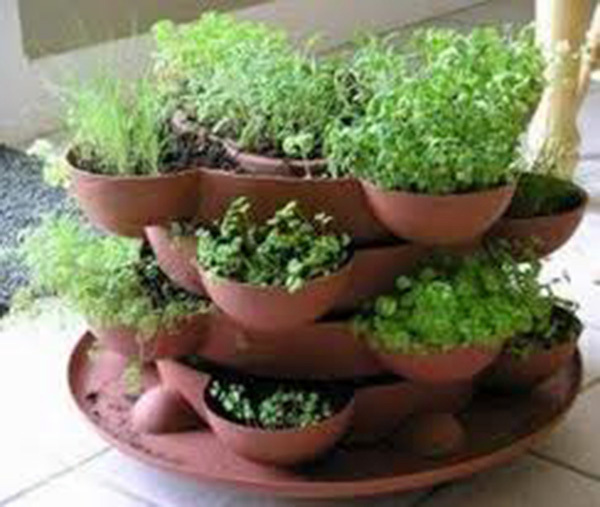 Herb Garden Collection, Large, Heirloom Seeds, 13 TOP Varieties of Herb