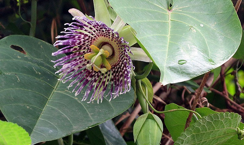 Passiflora Ligularis 20 Freshly Harvested Seeds, Sweet Granadilla or Grenadia