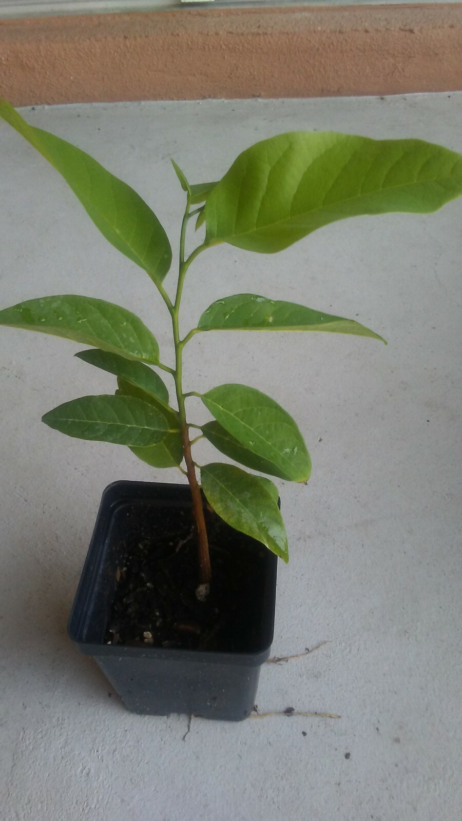 Live Apple Sugar Seedling Annona Squamosa Custard Fruit Tree Na, Mãng cầu dai