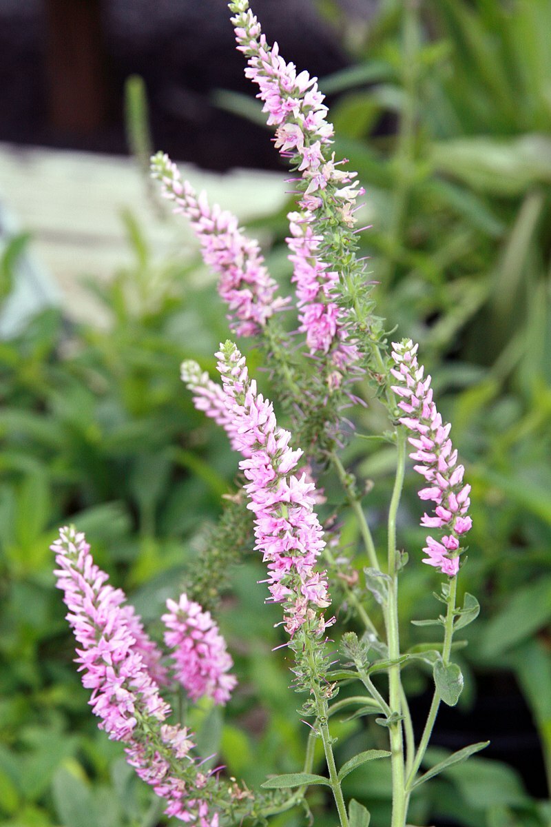 VERONICA LONGIFOLIA, 160 SEEDS, MIXED COLORS, LONG LEAF SPEEDWELL, USA SELLER