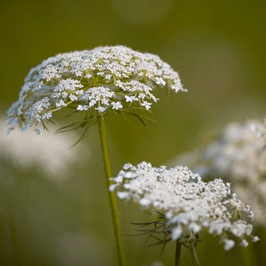 Daucus carota | European Wild Carrot Flower | Birds Nest |100_Seeds