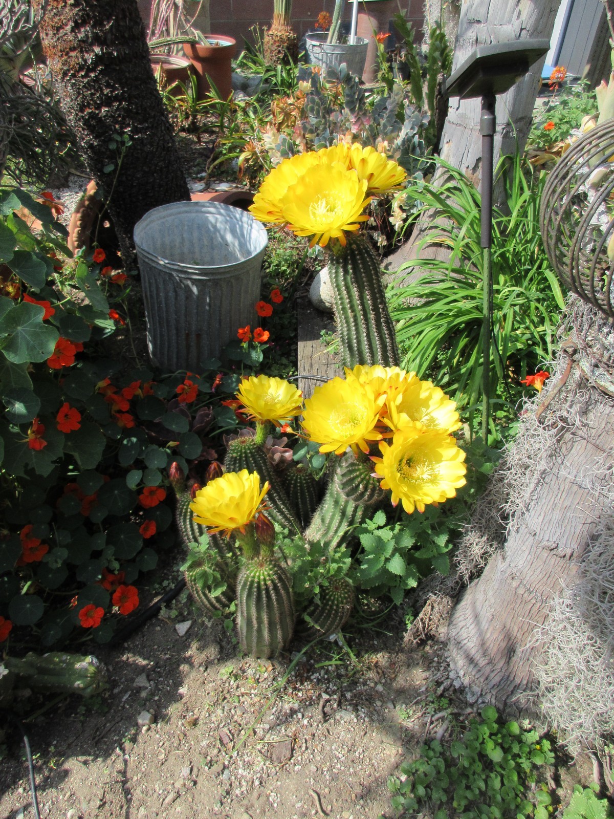 Echinopsis Hybrid ‘Dutchman’s Gold’ Cactus 22″ Long segment