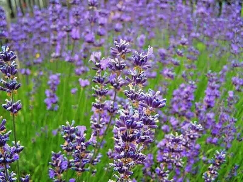1200+ ENGLISH LAVENDER SEEDS SPRING PERENNIAL HERB MOSQUITO INSECT REPELLENT USA
