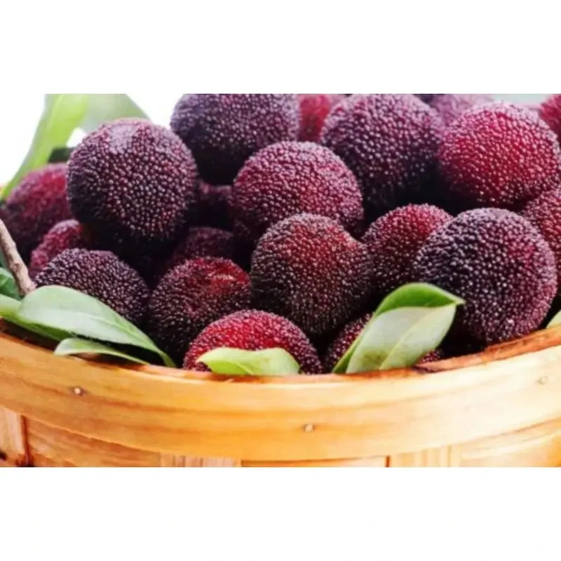 10 Pcs Bayberry Seeds For Garden Planting Fruit