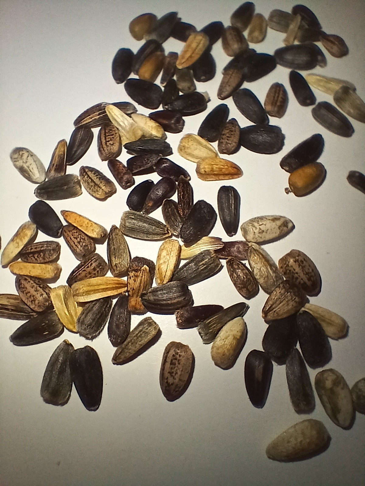 Dwarf Sunflower Seeds (400)