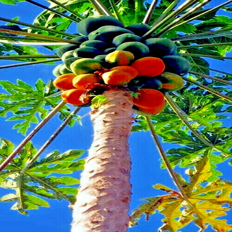 20 “Caribbean Red” Carica Papaya Fruit Tree Seeds “LARGE MELONS” Indoor Plant