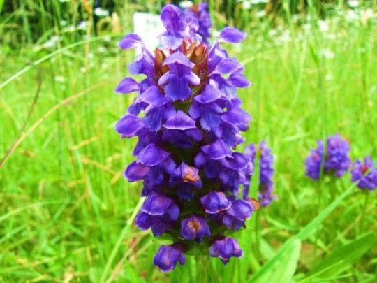 250 Heal All Seeds Flower Herb Prunella vulgaris