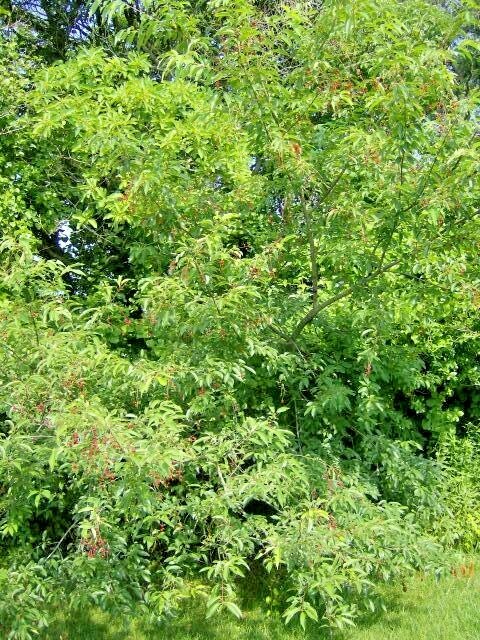 20 WILD BLACK CHERRY SEEDS – Prunus Serotina