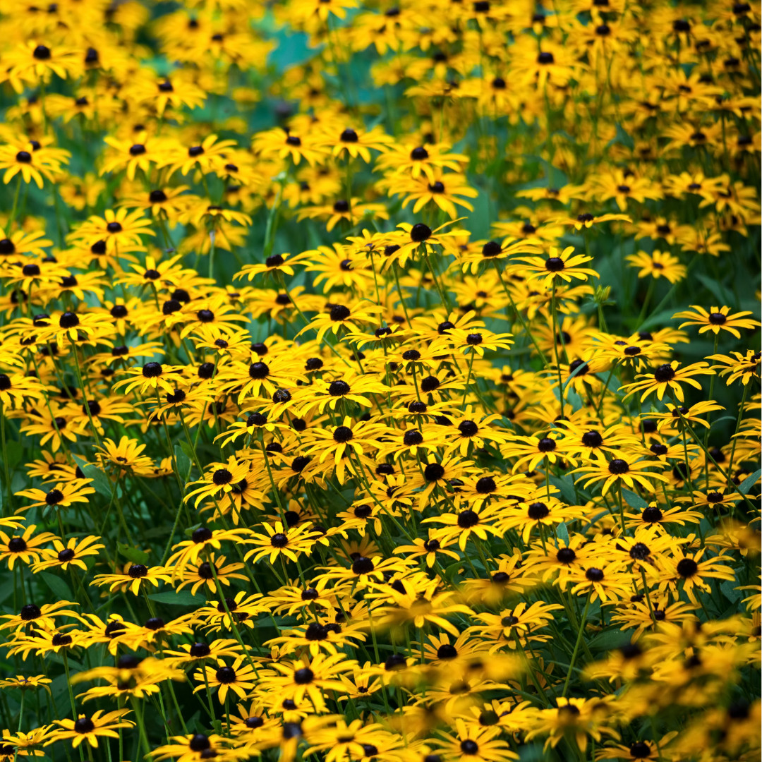 Fresh Premium Elegant Black Eyed Susan Seeds | Heirloom Non-GMO | Flower Seeds