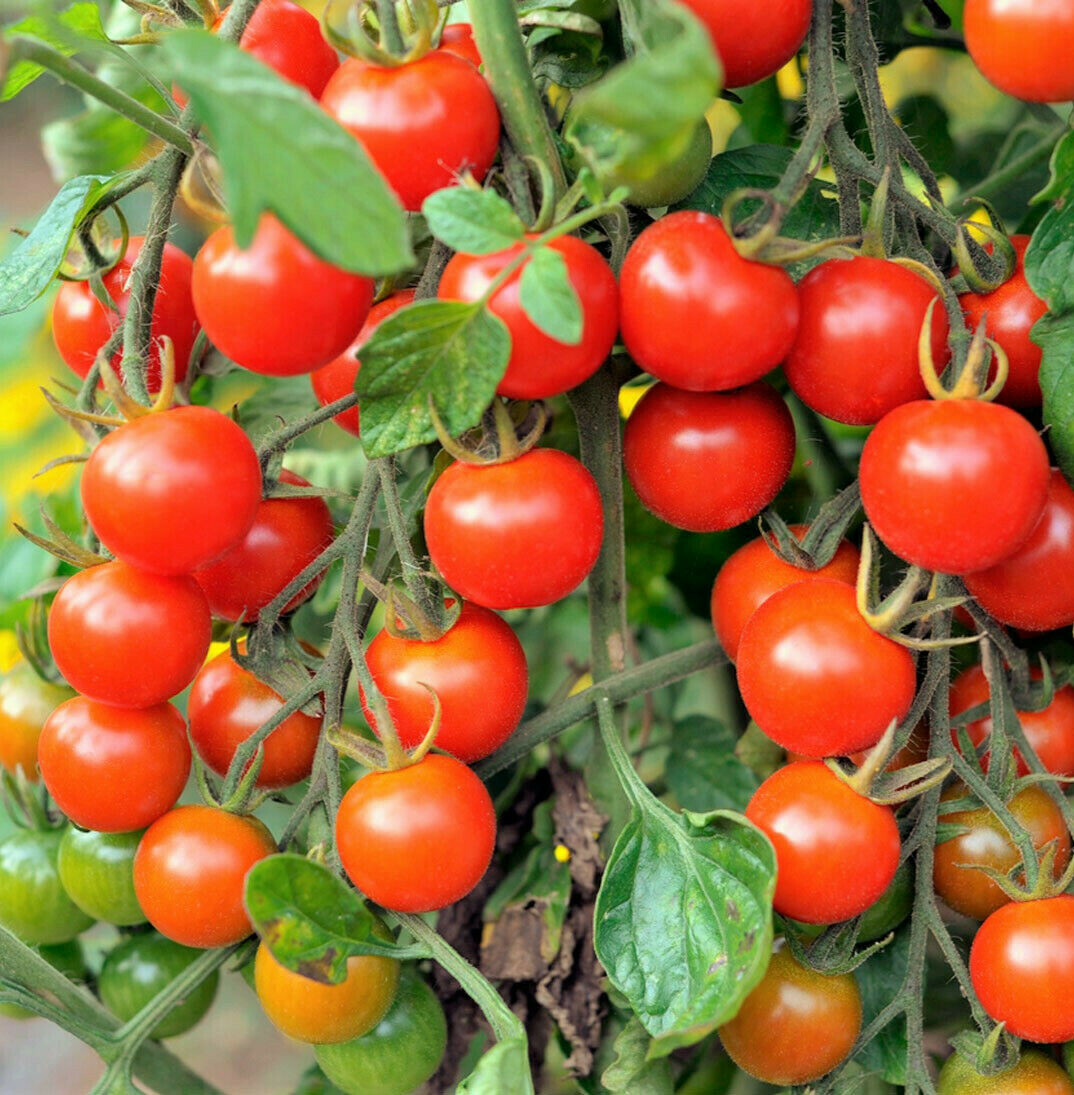 Large Red Cherry Tomato Seeds | Heirloom Ground Plum Grape Tomatoes Seed 2024