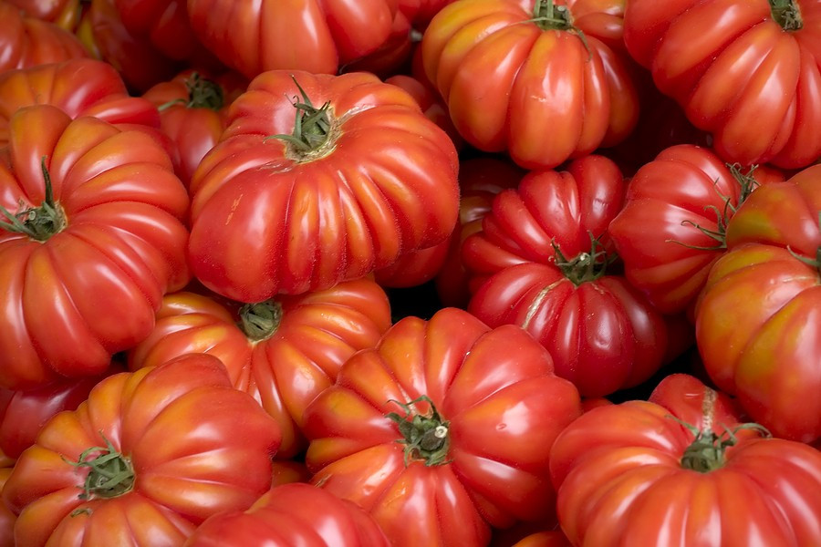 120+ Costoluto Genovese Tomato Seeds — Italian Ribbed —- Heirloom