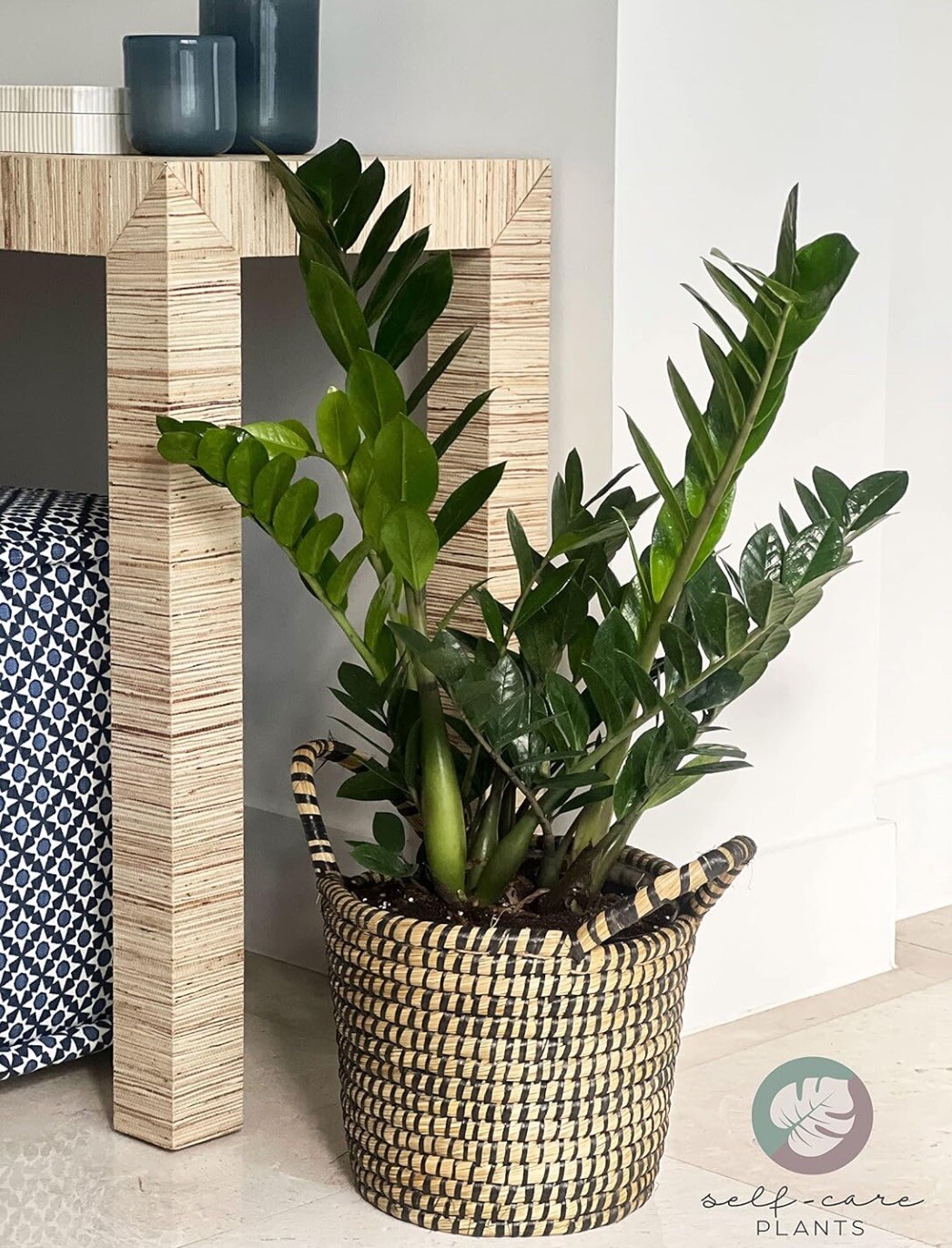 Zamioculcas Zamiifolia 2 Plants in 6″Pots Indoor Zz Plant. Home or Office Décor