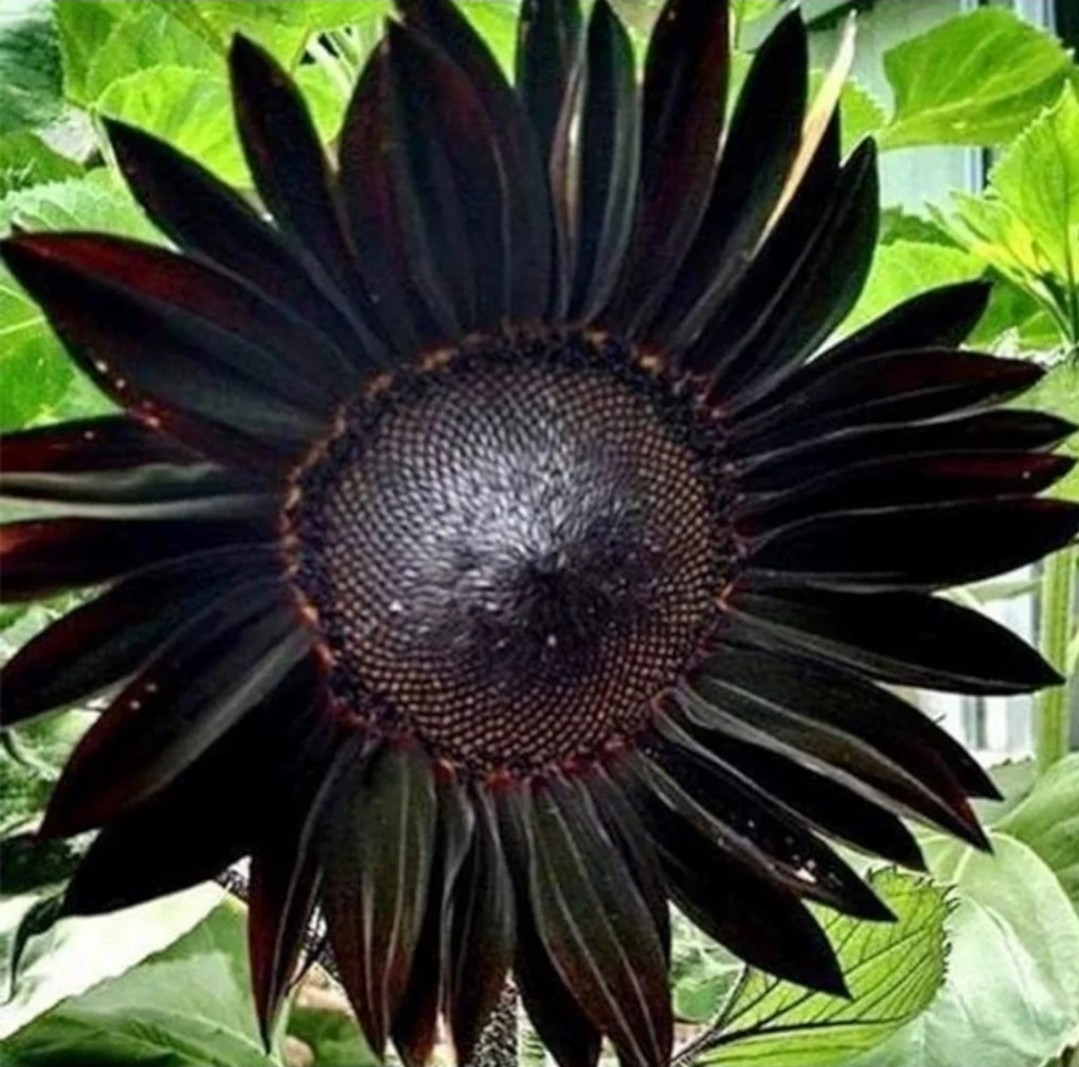 Sunflower “Black Beauty” – 50 Seeds – Attracts Birds/Butterflies