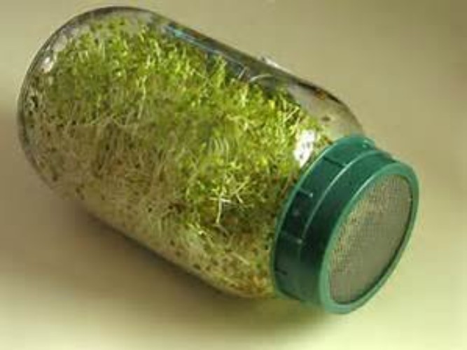 Nutritious 4 oz Alfalfa Sprouting Seeds – Grow Delicious Edible Sprouts at Home
