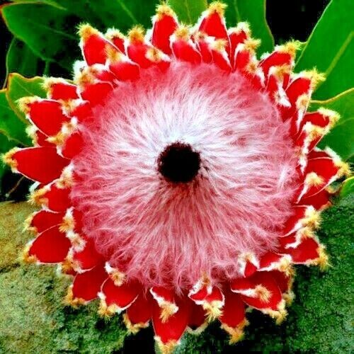 10 Queen (Protea magnifica) Seeds Rare South African “Woolly Beard” Flower