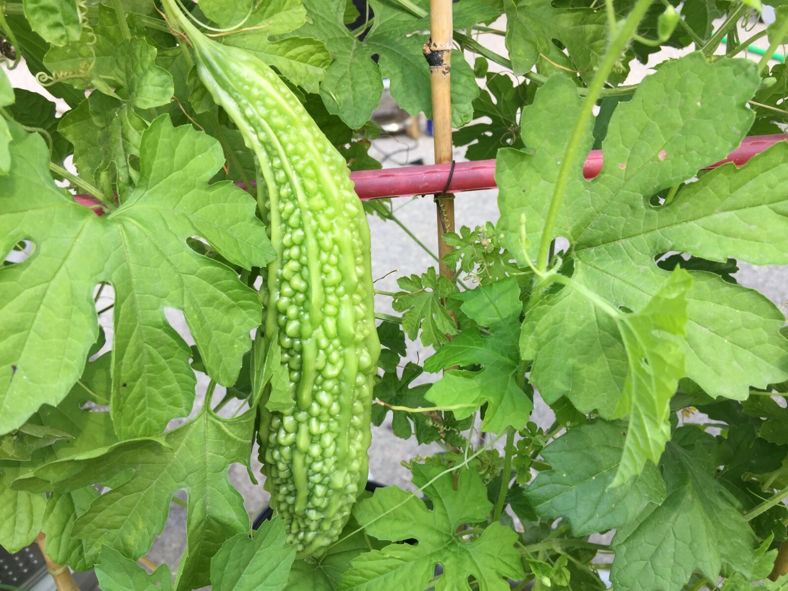 Bitter Gourd Melon (Karela, Ampalaya) 80 pcs mixed seeds