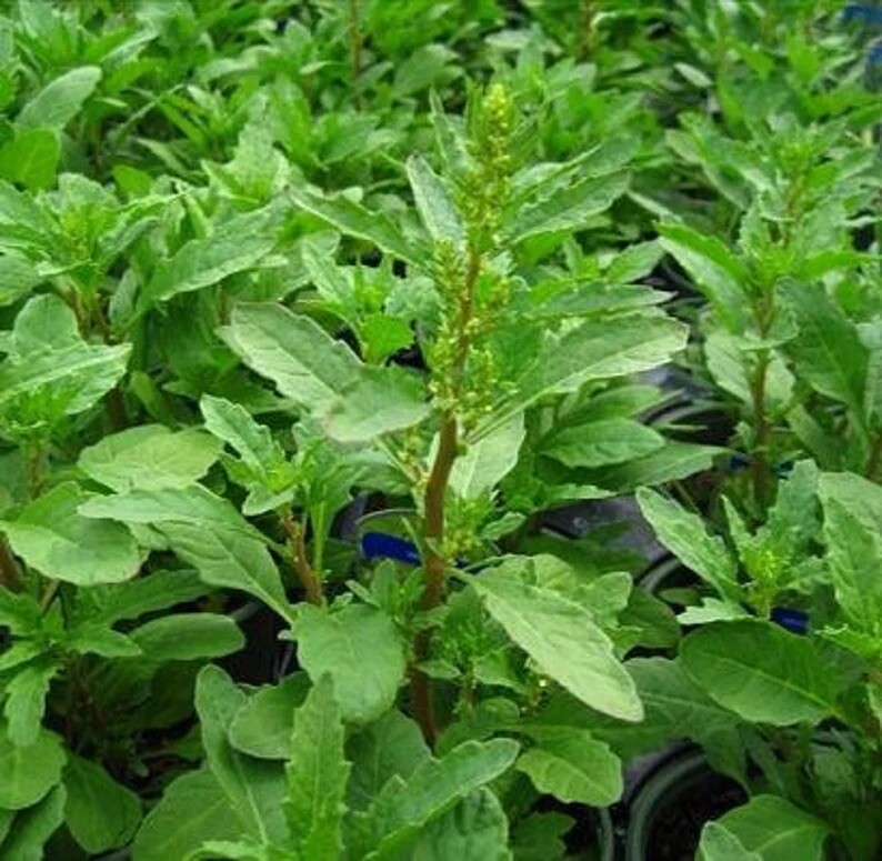 Organic Epazote seeds Chenopodium ambrosoides 1 GRAM-OVER 4,000 SEEDS! SEMILLAS