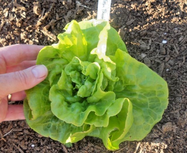 601+TOM THUMB Seeds Romain Leaf Lettuce Organic Spring Fall Garden Container