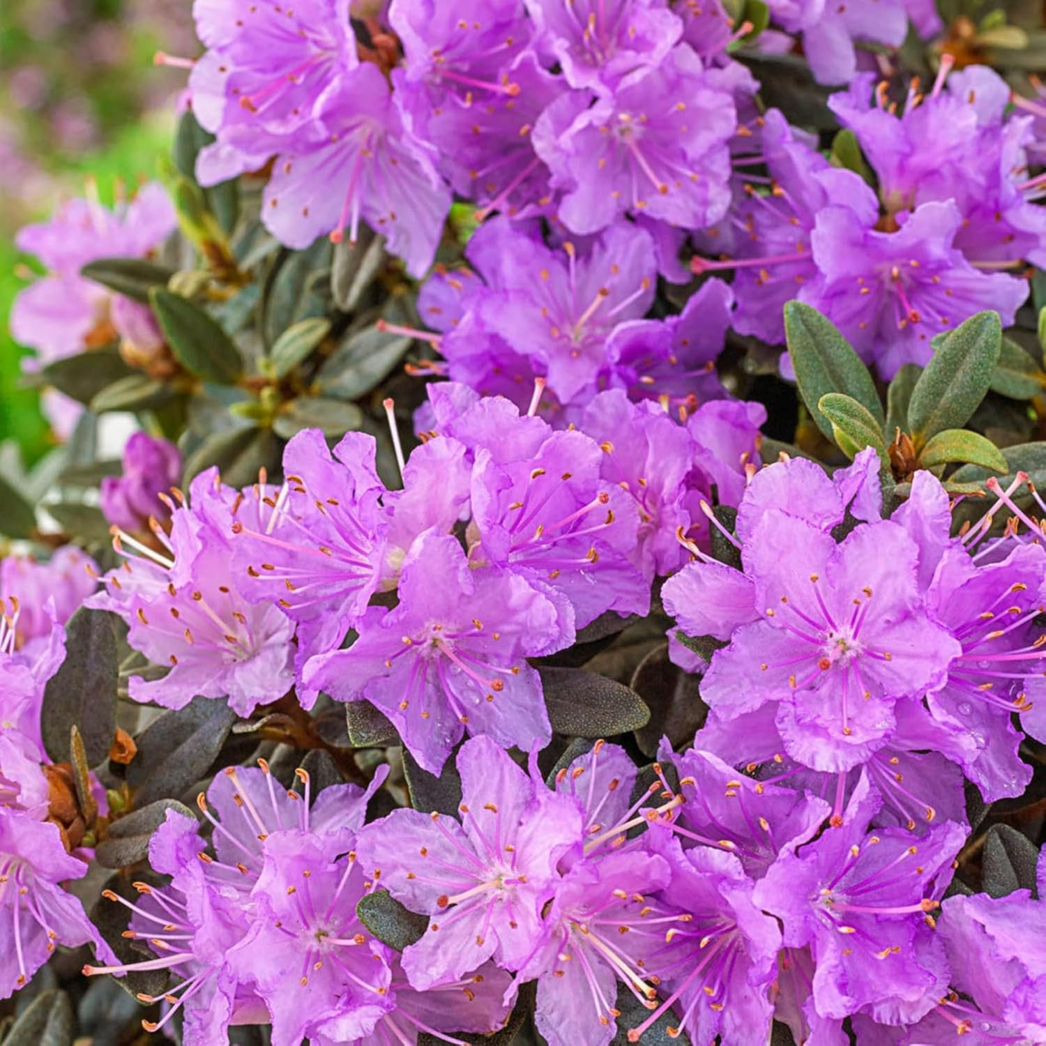 100+ Azalea Flower Seed for Planting Ornamental Flowering Plant Attract Butterfl
