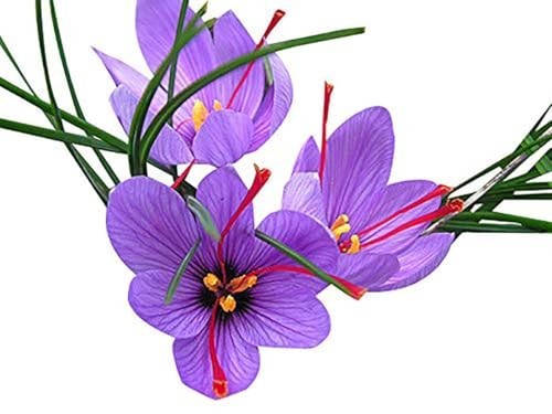 50 Saffron Crocus Corms Bulbs – Large 9cm Planting Size – Grow Your Own Spice!