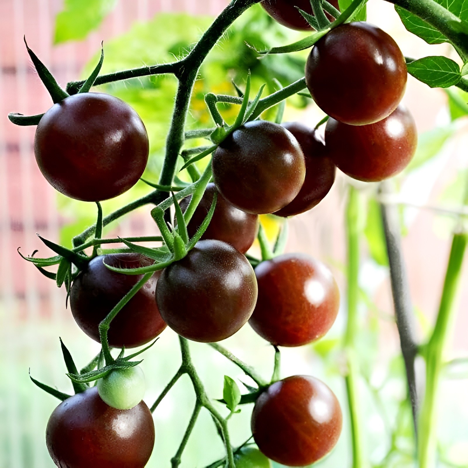 100 Heirloom Chocolate Cherry Tomato Seeds Rare Sweet Rich & Juicy Indeterminate
