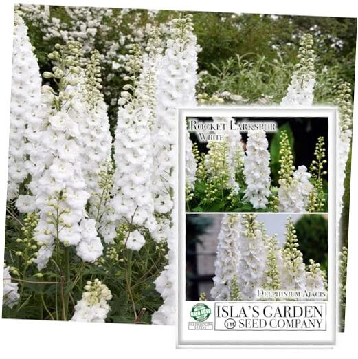 White Larkspur Rocket Flower Seeds for Planting, 250+ Seeds Per Packet, (),