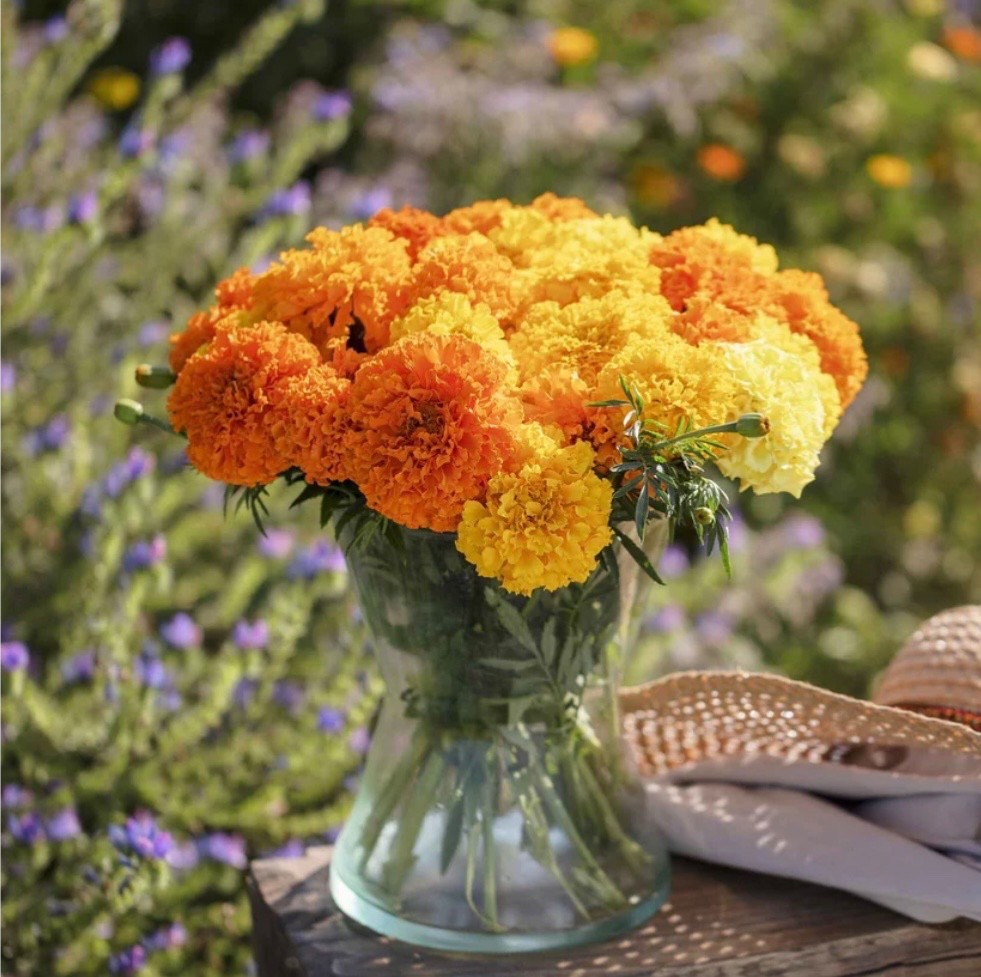 100+ Crackerjack African Marigold Seeds, Massive Ruffled Blooms, Bee-Friendly!