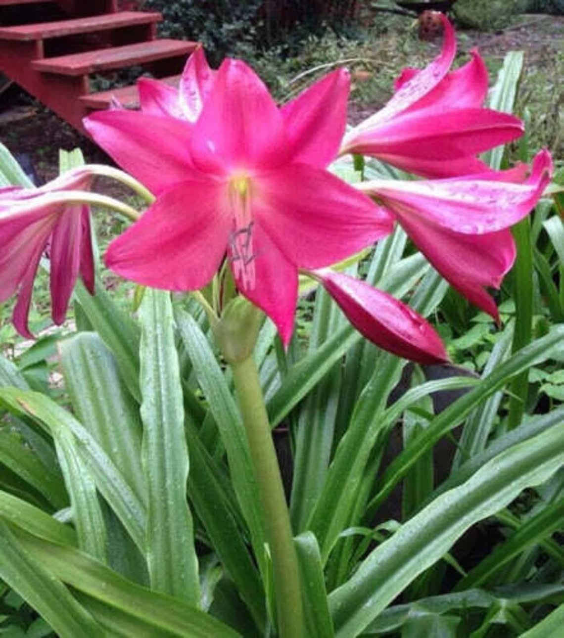 Crinum Lily Ellen Bonsanquet Nice Healthy 2 Small size Bulbs