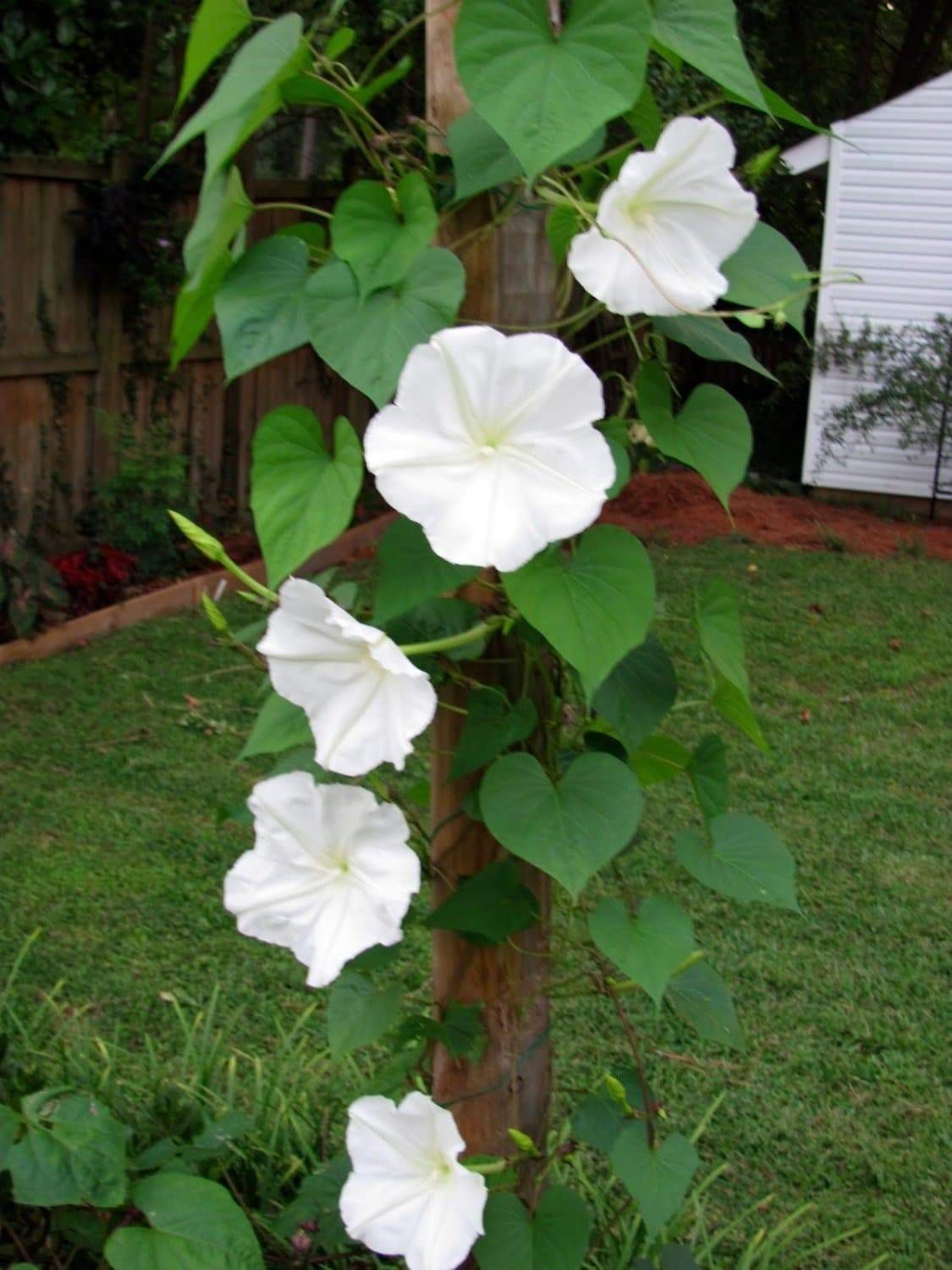 Moonflower Seeds | Huge Tropical White Night Blooming Flower Seed I. Alba 2024