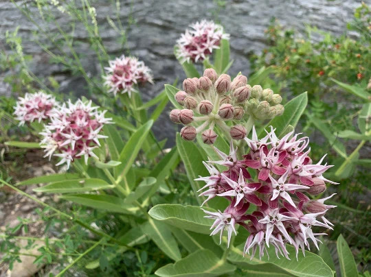 Showy Milkweed Pink Seeds Flower. 50 Seeds. Free Shipping!