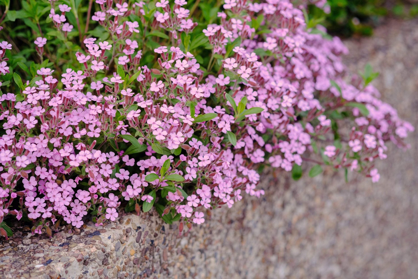 500 PINK ROCK SOAPWORT Saponaria Ocymoides Flower Seeds