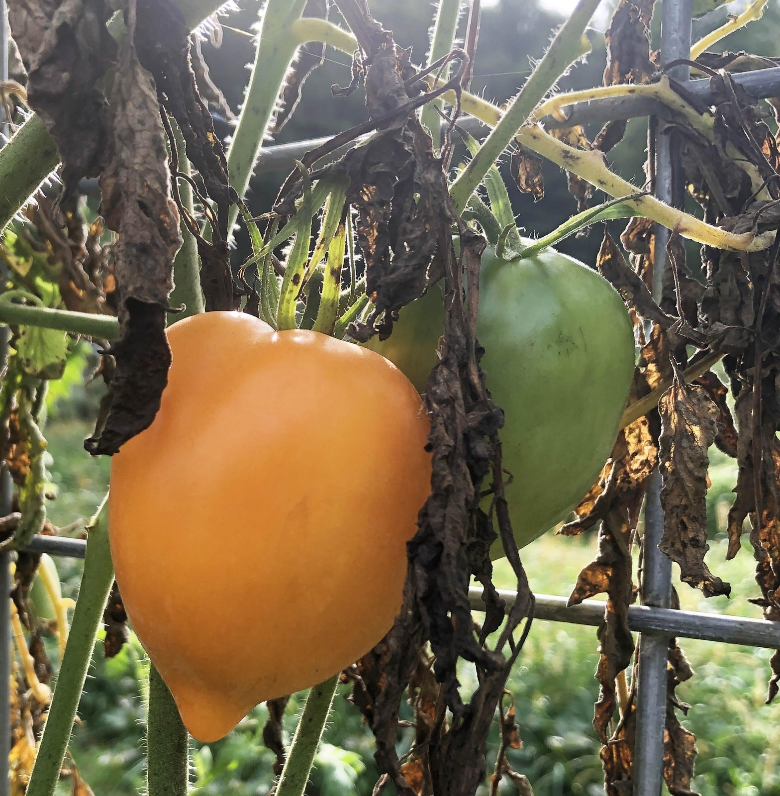 Organic Goldfish Tomato Seeds (Solanum lycopersicum) 150 Seeds (0.5 Grams)