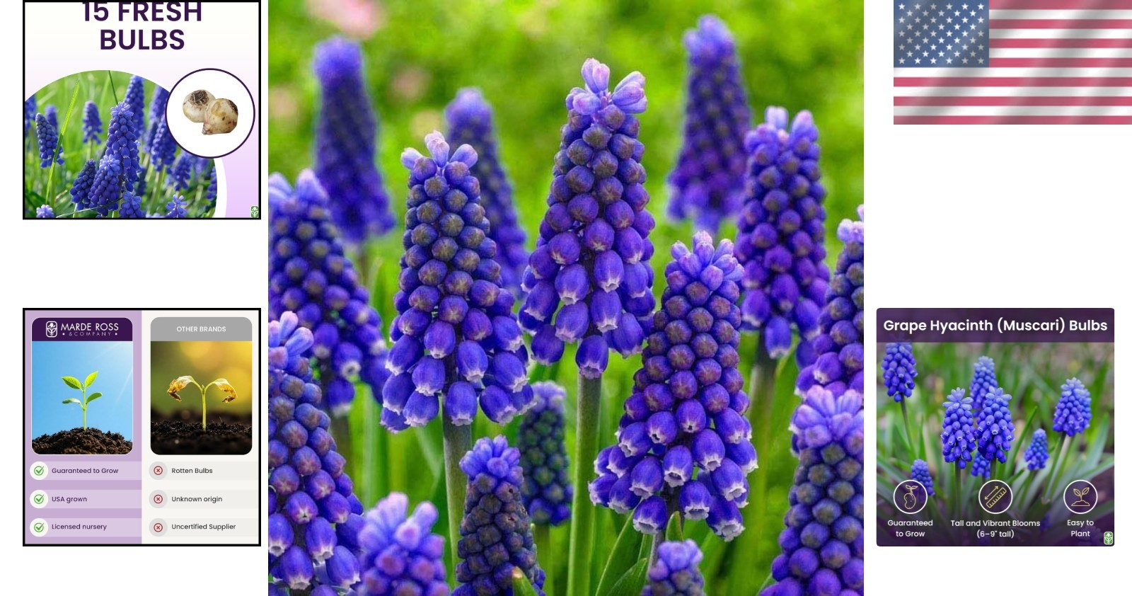 15 Grape Hyacinth Bulbs Muscari Armeniacum Blue Flowers Growing 6 to 8 Inches