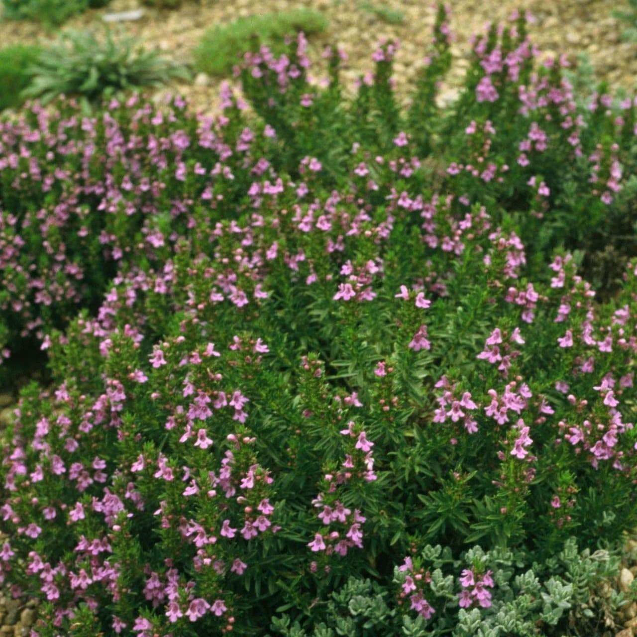 SUMMER SAVORY 300+ SEEDS ORGANIC CULINARY HERB (Satureja Hortensis)