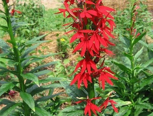 Cardinal Flower 3000+ SEEDS Lobelia cardinalis red flowers hummingbird favorite
