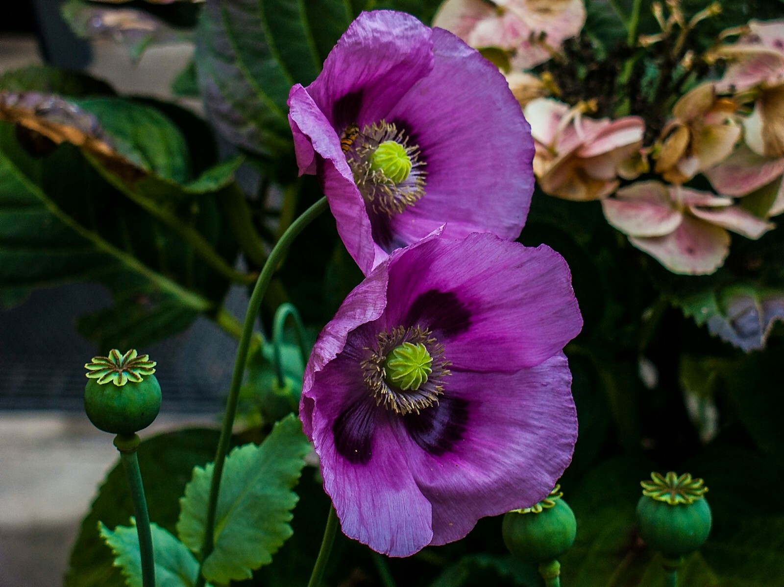 Pepperbox Poppy seeds annual wildflower Array of Color Attracts Pollinators