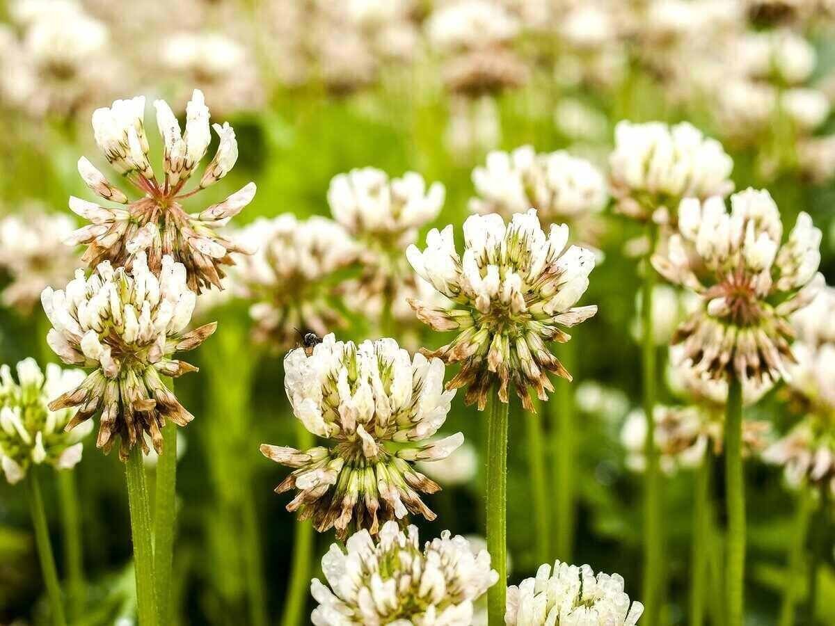 NON-GMO White Dutch Clover Cover 20 Seeds