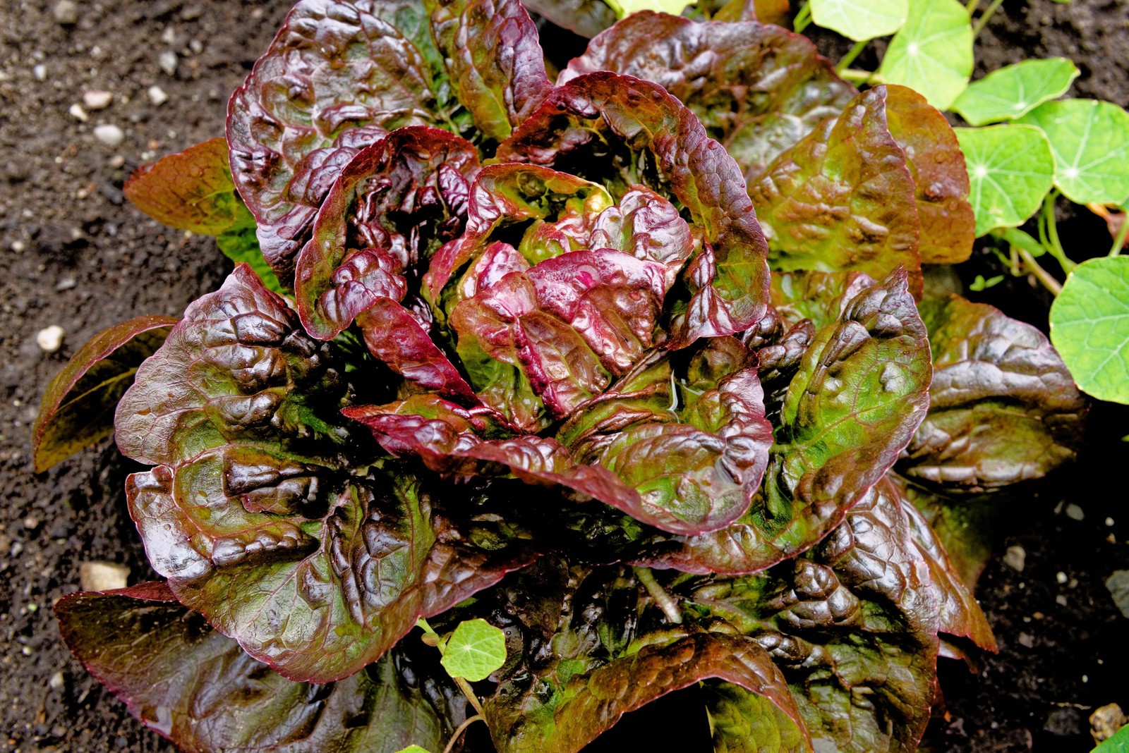 3000 RED ROMAINE LETTUCE Lactuca Sativa Vegetable Seeds *Flat S/H