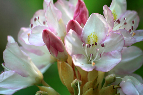Rosebay Rhododendron, Rhododendron maximum, Shrub Seeds (Showy Evergreen)